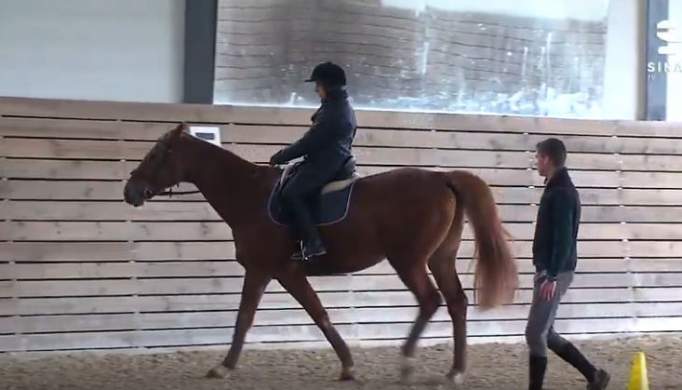 VILA POUCA DE AGUIAR: Terapia com cavalos ajuda no desenvolvimento pessoal
