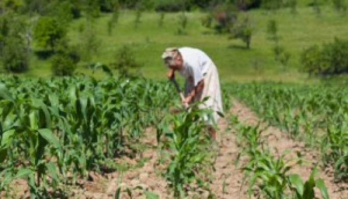 COVID-19: PCP quer medidas para setor agrícola