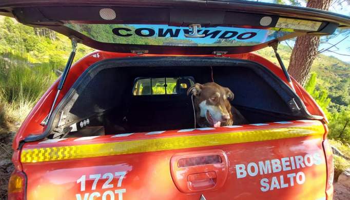 MONTALEGRE: Bombeiros resgatam cão em Cabril