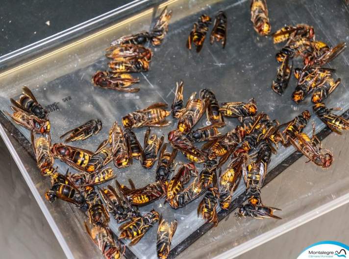 MONTALEGRE: Mais 2.600 “vespas asiáticas” capturadas