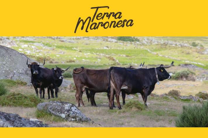 REGIÃO: Carne Maronesa eleita a melhor carne do mundo
